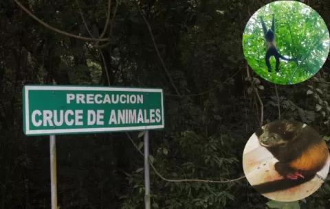 ¿Por qué es importante construir más pasos de fauna en Panamá?