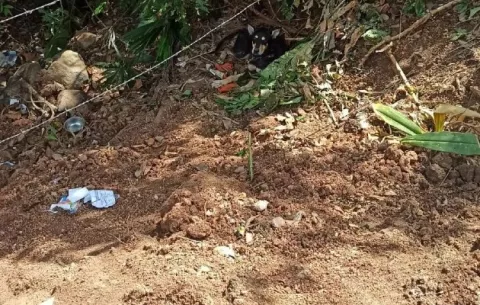 Rescatan perros abandonados y encadenados en La Chorrera y Arraiján