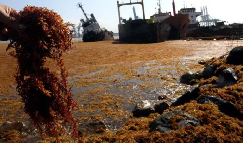 Alerta: deshuesadero de barcos atrajo el sargazo a los puertos de Colón