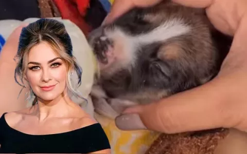 Aracely Arámbula le ha dado seguimiento al caso panameño del cachorrito 'Happy'