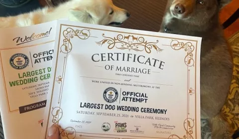 Boda masiva de perros aspira entrar al libro Guinness