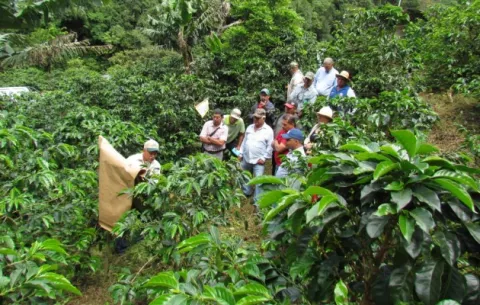 Científicos panameños inician investigación para lograr un herbicida natural para las plantaciones de café chiricanas