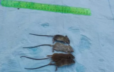 Se registra el primer caso de Hantavirus en el Olivo de Natá, Coclé
