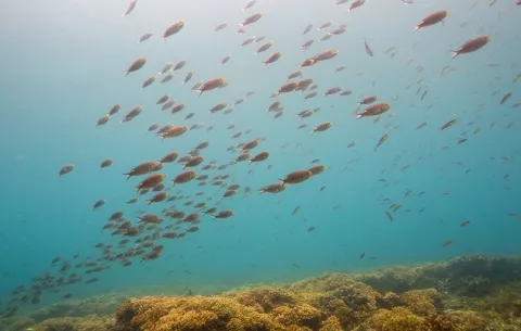 ¿Qué medidas establece el nuevo plan de manejo para el área protegida de la Cordillera de Coiba?