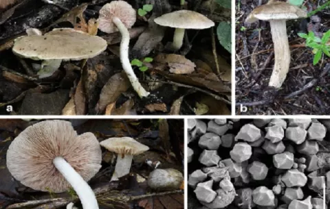 Científicos descubren 17 nuevas especies de macrohongos en Chiriquí 