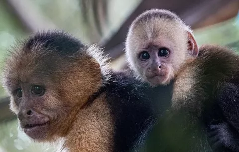 'Somos los primates pensantes, cumplamos con la vida silvestre accionando a su favor'
