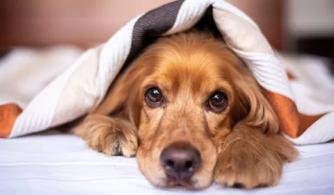 Mitos sobre la esterilización canina