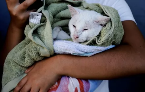 Buscan minimizar proliferación de perros y gatos callejeros en la ciudad