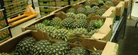 Exportación de fruta arranca con buen ritmo en el 2022