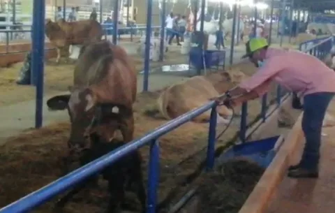 Nace ternero en la Feria Internacional el día del Patrono San José de David