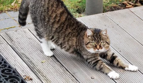 ¿Qué hacer para que su gato coma? 