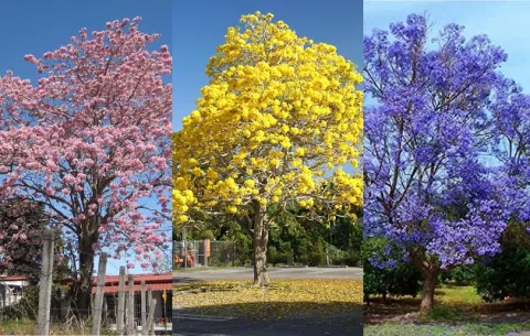 Guayacanes, robles de sabana o jacarandas: ¿Cuál es su árbol  favorito?