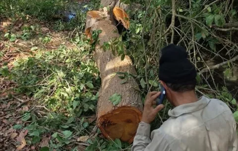 Detectan tala ilegal de árbol de Cocobolo en una finca privada en el distrito de Pesé