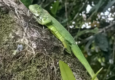 Dejan en libertad a 100 iguanas verdes en área protegida de San Lorenzo en Colón