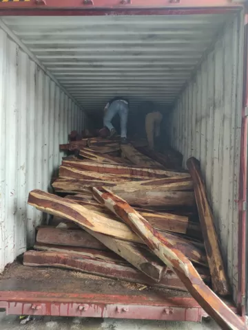 Sigue el interés por el árbol de cocobolo: decomisan contenedor con destino a China