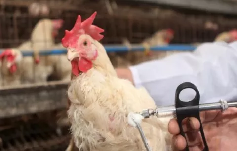  Influenza Aviar de Alta Patogenicidad: Mida decreta alerta zoosanitaria ante riesgo de entrada 