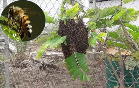 ¿Cómo y cuándo llegaron las abejas africanizadas a Panamá?