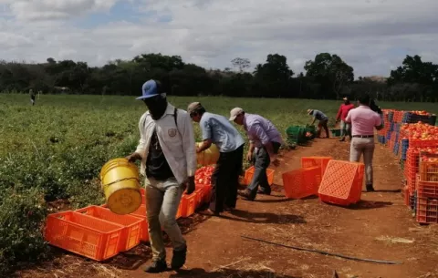 Poca mano de obra para el inicio de la zafra del tomate en Los Santos 