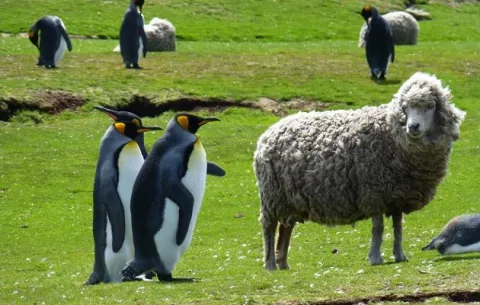 Los encantos naturales de la isla con más de 100 ovejas por habitante