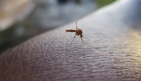 Picaduras de mosquitos: ¿Cómo aliviar la picazón? 