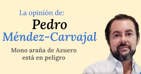 El mono araña de Azuero está dentro de los 25 primates en mayor  peligro a nivel mundial según la UICN
