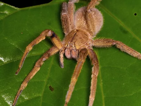 Arañas: las inquilinas poco deseadas que invaden la costa este de Estados Unidos