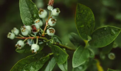 Plantas silvestres comestibles, cada vez son pocas