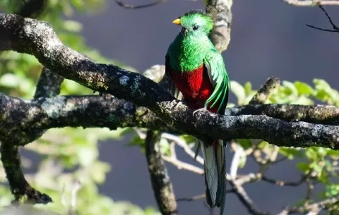 ¿Qué se debe tomar en cuenta para avistar un quetzal en Panamá?