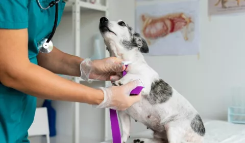Seminario sobre los avances en la oncología veterinaria