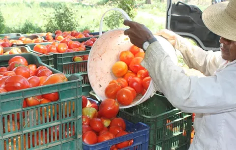¿Cuáles son las razones detrás de las mermas y pérdidas de los tomates en Herrera?