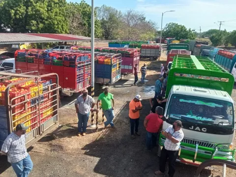 Tomateros santeños preocupados, se pierde la fruta dentro de los camiones 