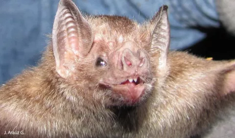 Vampiros comunes causan más quebraderos de cabeza 