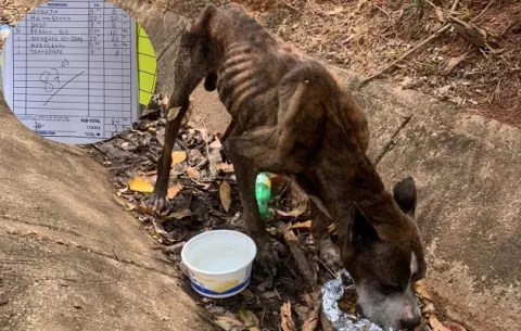 Will Smith, el bóxer abandonado, visibiliza la explotación de los perros de raza en Panamá