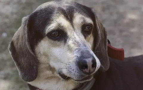Proyecto de ley sobre zoofilia: ¿Qué implica y por qué los violadores de animales pasan por alto?