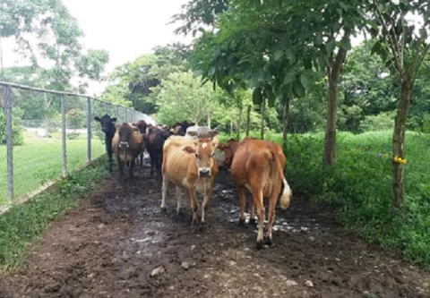 Productores de ganado de leche gestionan acuerdo con plantas procesadoras  de leche 