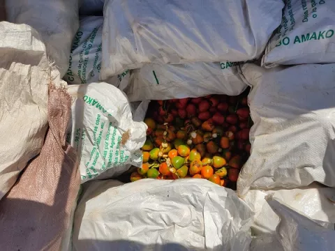 Nuevo decomiso de naranjas y pixbae no declarados en la frontera con Costa Rica