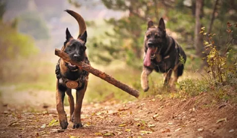 Agresividad en los perros: ¿Cuáles son las causas?