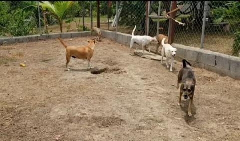 Rescatistas de animales en Antón: Ángeles para los seres sin voz 
