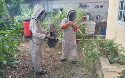 Emergencias por abejas africanizadas lideraron las atenciones de los bomberos en el primer trimestre de 2022