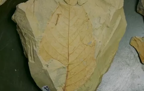 ¿Cómo eran los bosques tropicales antes y después de la extinción de los dinosaurios?