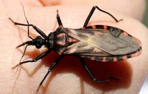 Chagas, enemigo latente hace más de un siglo y del cual Panamá no escapa en la actualidad