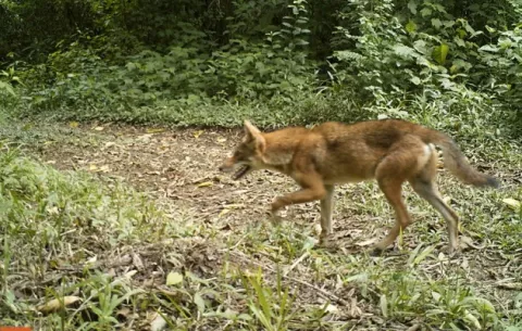 Cazadores se pronuncian sobre la invasión de coyotes: 'Es una cosa de la que nadie dice o hace nada'