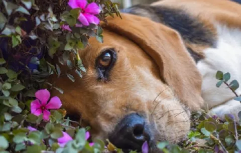 Eutanasia  animal: ¿En qué consiste y cuál es su costo promedio en Panamá?