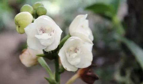 ¿Hay varias especies de   la Flor del Espíritu Santo?