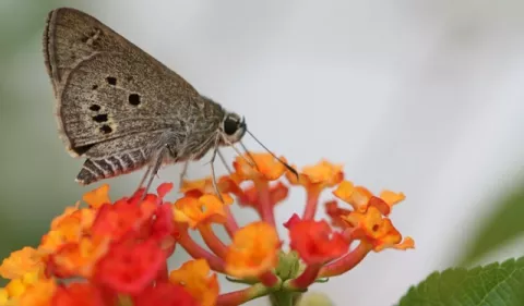 Los insectos se han reducido un 50% por la presión humana en algunas zonas