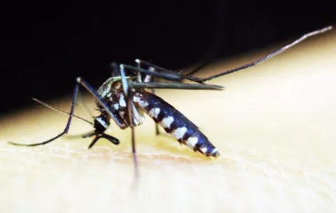 Alarmante aumento de casos de malaria mantiene en alerta a las autoridades de Salud
