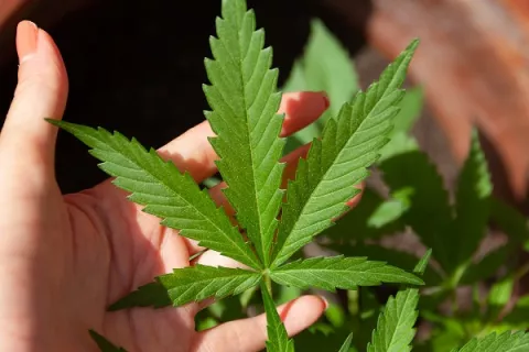 ¿Sabes qué significa el término 420 y cómo se originó?