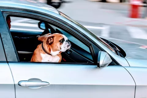 Mascotas: cómo tener un viaje seguro y placentero en automóvil