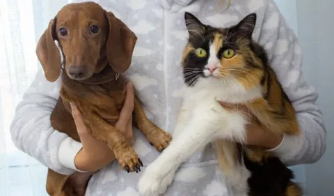 Mascotas: ¿Cómo prevenir enfermedades? 