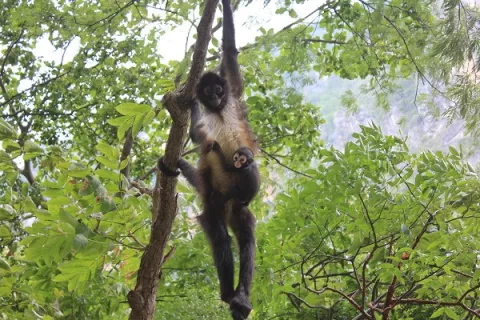 ¿Qué relación tiene el mono araña de Panamá con el gusto de los humanos por el alcohol?
